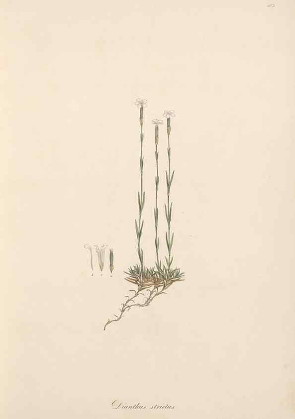 Reproducción/Reproduction 49557057173: Flora Graeca, sive, Plantarum rariorum historia, quas in provinciis aut insulis Graeciae /. Londini :Typis Richardi Taylor et socii, in Vico Shoe-Lane :MDCCCVI-MDCCCXL [1806-1840].. 