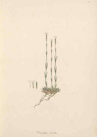 Reproducción/Reproduction 49557057173: Flora Graeca, sive, Plantarum rariorum historia, quas in provinciis aut insulis Graeciae /. Londini :Typis Richardi Taylor et socii, in Vico Shoe-Lane :MDCCCVI-MDCCCXL [1806-1840].. 