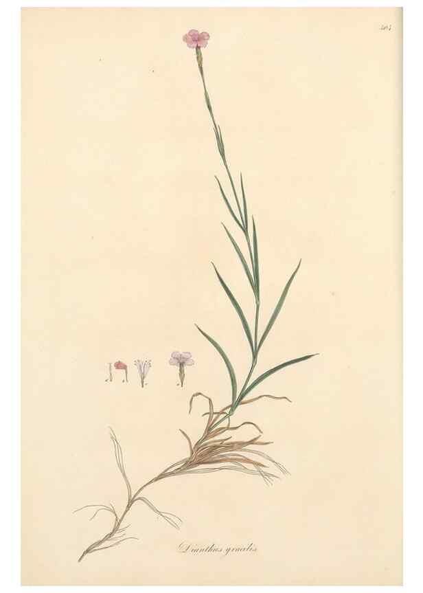 Reproducción/Reproduction 49557057453: Flora Graeca, sive, Plantarum rariorum historia, quas in provinciis aut insulis Graeciae /. Londini :Typis Richardi Taylor et socii, in Vico Shoe-Lane :MDCCCVI-MDCCCXL [1806-1840].. 