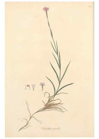 Reproducción/Reproduction 49557057453: Flora Graeca, sive, Plantarum rariorum historia, quas in provinciis aut insulis Graeciae /. Londini :Typis Richardi Taylor et socii, in Vico Shoe-Lane :MDCCCVI-MDCCCXL [1806-1840].. 