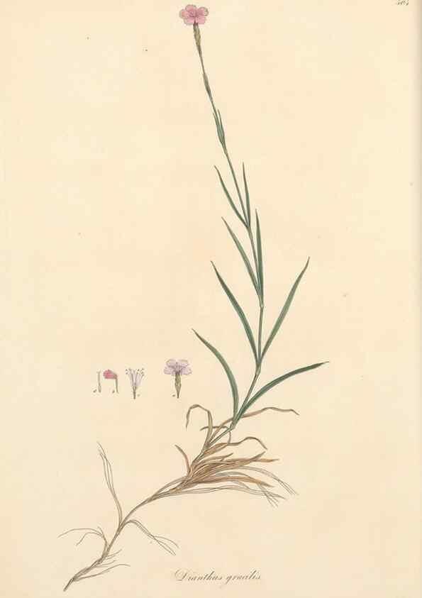Reproducción/Reproduction 49557057453: Flora Graeca, sive, Plantarum rariorum historia, quas in provinciis aut insulis Graeciae /. Londini :Typis Richardi Taylor et socii, in Vico Shoe-Lane :MDCCCVI-MDCCCXL [1806-1840].. 