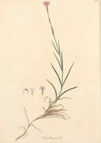 Reproducción/Reproduction 49557057453: Flora Graeca, sive, Plantarum rariorum historia, quas in provinciis aut insulis Graeciae /. Londini :Typis Richardi Taylor et socii, in Vico Shoe-Lane :MDCCCVI-MDCCCXL [1806-1840].. 