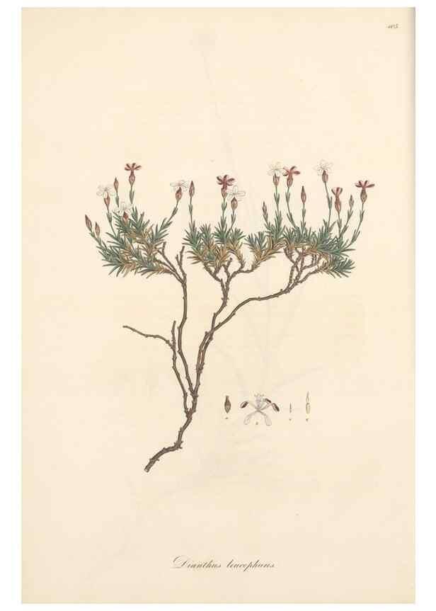 Reproducción/Reproduction 49557555026: Flora Graeca, sive, Plantarum rariorum historia, quas in provinciis aut insulis Graeciae /. Londini :Typis Richardi Taylor et socii, in Vico Shoe-Lane :MDCCCVI-MDCCCXL [1806-1840].. 