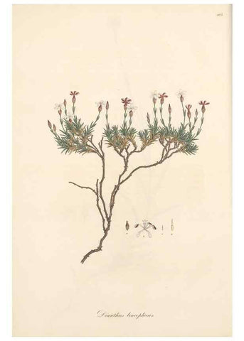 Reproducción/Reproduction 49557555026: Flora Graeca, sive, Plantarum rariorum historia, quas in provinciis aut insulis Graeciae /. Londini :Typis Richardi Taylor et socii, in Vico Shoe-Lane :MDCCCVI-MDCCCXL [1806-1840].. 