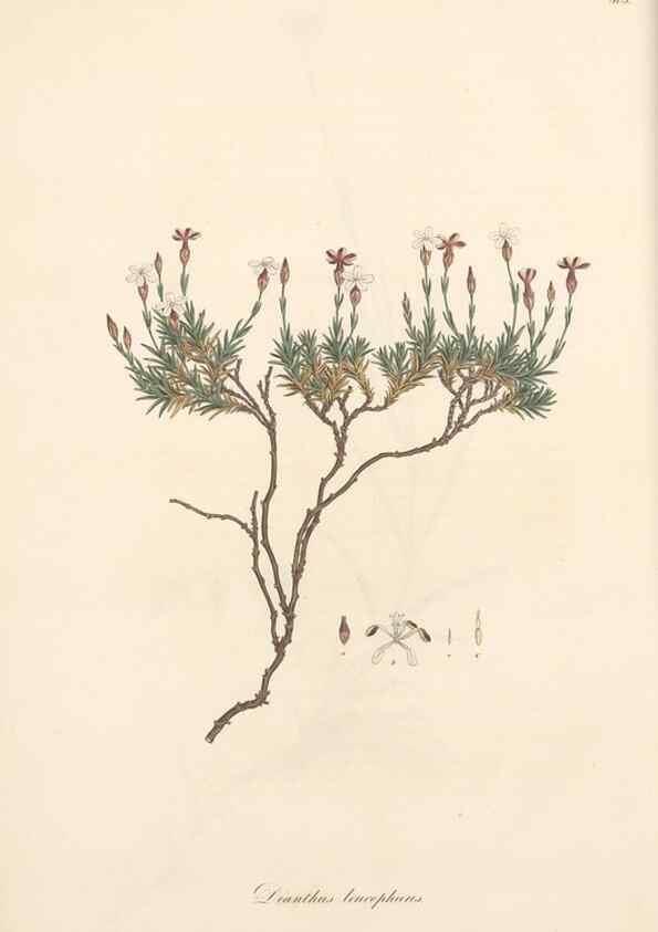 Reproducción/Reproduction 49557555026: Flora Graeca, sive, Plantarum rariorum historia, quas in provinciis aut insulis Graeciae /. Londini :Typis Richardi Taylor et socii, in Vico Shoe-Lane :MDCCCVI-MDCCCXL [1806-1840].. 