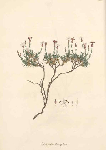 Reproducción/Reproduction 49557555026: Flora Graeca, sive, Plantarum rariorum historia, quas in provinciis aut insulis Graeciae /. Londini :Typis Richardi Taylor et socii, in Vico Shoe-Lane :MDCCCVI-MDCCCXL [1806-1840].. 