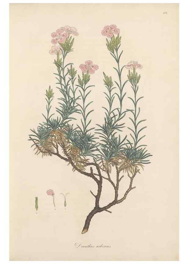 Reproducción/Reproduction 49557555351: Flora Graeca, sive, Plantarum rariorum historia, quas in provinciis aut insulis Graeciae /. Londini :Typis Richardi Taylor et socii, in Vico Shoe-Lane :MDCCCVI-MDCCCXL [1806-1840].. 