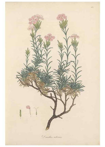 Reproducción/Reproduction 49557555351: Flora Graeca, sive, Plantarum rariorum historia, quas in provinciis aut insulis Graeciae /. Londini :Typis Richardi Taylor et socii, in Vico Shoe-Lane :MDCCCVI-MDCCCXL [1806-1840].. 