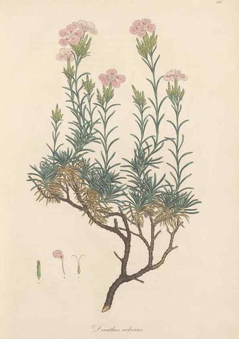 Reproducción/Reproduction 49557555351: Flora Graeca, sive, Plantarum rariorum historia, quas in provinciis aut insulis Graeciae /. Londini :Typis Richardi Taylor et socii, in Vico Shoe-Lane :MDCCCVI-MDCCCXL [1806-1840].. 