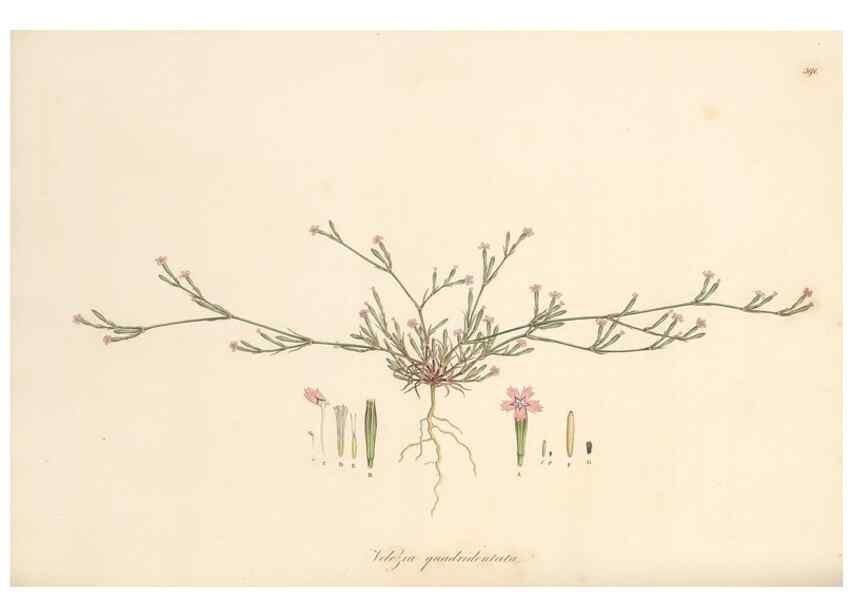 Reproducción/Reproduction 49557628272: Flora Graeca, sive, Plantarum rariorum historia, quas in provinciis aut insulis Graeciae /. Londini :Typis Richardi Taylor et socii, in Vico Shoe-Lane :MDCCCVI-MDCCCXL [1806-1840].. 