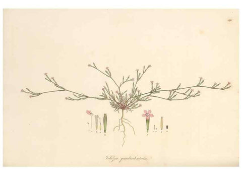 Reproducción/Reproduction 49557628272: Flora Graeca, sive, Plantarum rariorum historia, quas in provinciis aut insulis Graeciae /. Londini :Typis Richardi Taylor et socii, in Vico Shoe-Lane :MDCCCVI-MDCCCXL [1806-1840].. 
