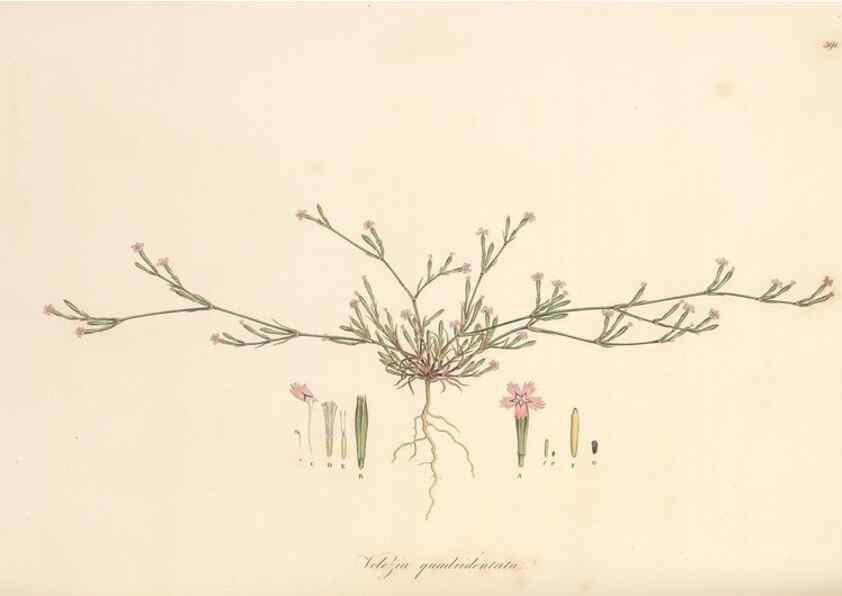 Reproducción/Reproduction 49557628272: Flora Graeca, sive, Plantarum rariorum historia, quas in provinciis aut insulis Graeciae /. Londini :Typis Richardi Taylor et socii, in Vico Shoe-Lane :MDCCCVI-MDCCCXL [1806-1840].. 