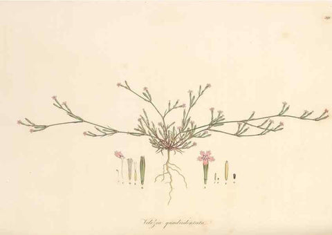 Reproducción/Reproduction 49557628272: Flora Graeca, sive, Plantarum rariorum historia, quas in provinciis aut insulis Graeciae /. Londini :Typis Richardi Taylor et socii, in Vico Shoe-Lane :MDCCCVI-MDCCCXL [1806-1840].. 