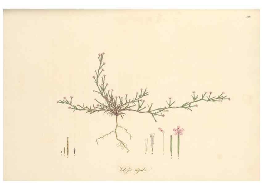 Reproducción/Reproduction 49557627927: Flora Graeca, sive, Plantarum rariorum historia, quas in provinciis aut insulis Graeciae /. Londini :Typis Richardi Taylor et socii, in Vico Shoe-Lane :MDCCCVI-MDCCCXL [1806-1840].. 