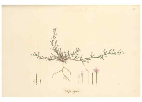 Reproducción/Reproduction 49557627927: Flora Graeca, sive, Plantarum rariorum historia, quas in provinciis aut insulis Graeciae /. Londini :Typis Richardi Taylor et socii, in Vico Shoe-Lane :MDCCCVI-MDCCCXL [1806-1840].. 