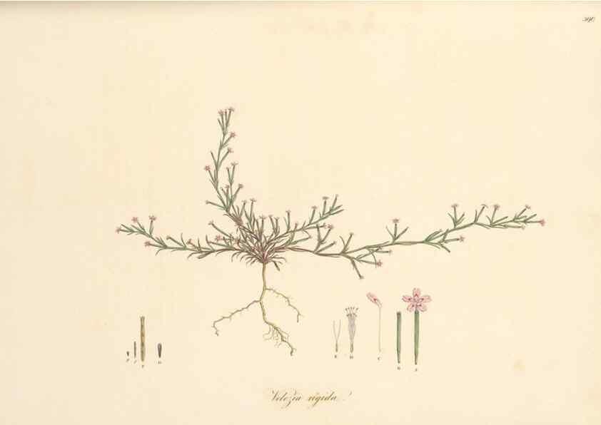 Reproducción/Reproduction 49557627927: Flora Graeca, sive, Plantarum rariorum historia, quas in provinciis aut insulis Graeciae /. Londini :Typis Richardi Taylor et socii, in Vico Shoe-Lane :MDCCCVI-MDCCCXL [1806-1840].. 