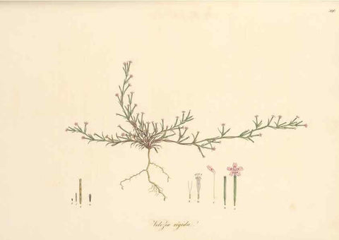 Reproducción/Reproduction 49557627927: Flora Graeca, sive, Plantarum rariorum historia, quas in provinciis aut insulis Graeciae /. Londini :Typis Richardi Taylor et socii, in Vico Shoe-Lane :MDCCCVI-MDCCCXL [1806-1840].. 