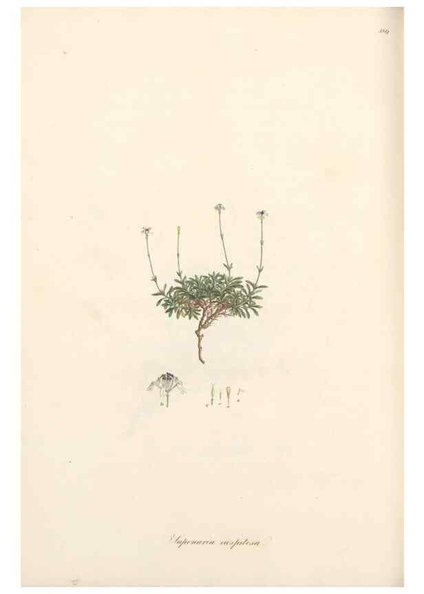 Reproducción/Reproduction 49556893393: Flora Graeca, sive, Plantarum rariorum historia, quas in provinciis aut insulis Graeciae /. Londini :Typis Richardi Taylor et socii, in Vico Shoe-Lane :MDCCCVI-MDCCCXL [1806-1840].. 