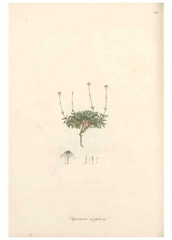 Reproducción/Reproduction 49556893393: Flora Graeca, sive, Plantarum rariorum historia, quas in provinciis aut insulis Graeciae /. Londini :Typis Richardi Taylor et socii, in Vico Shoe-Lane :MDCCCVI-MDCCCXL [1806-1840].. 