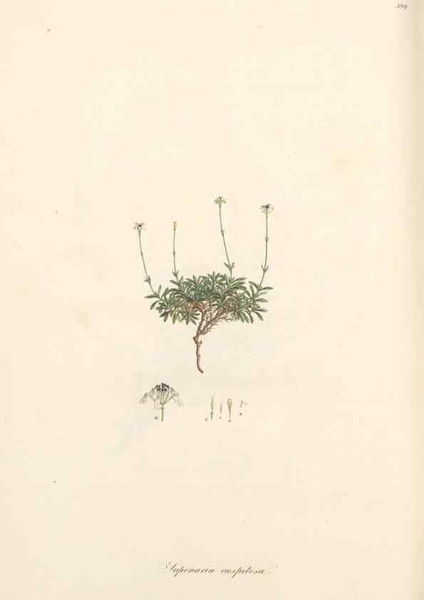 Reproducción/Reproduction 49556893393: Flora Graeca, sive, Plantarum rariorum historia, quas in provinciis aut insulis Graeciae /. Londini :Typis Richardi Taylor et socii, in Vico Shoe-Lane :MDCCCVI-MDCCCXL [1806-1840].. 