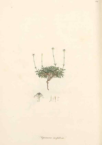Reproducción/Reproduction 49556893393: Flora Graeca, sive, Plantarum rariorum historia, quas in provinciis aut insulis Graeciae /. Londini :Typis Richardi Taylor et socii, in Vico Shoe-Lane :MDCCCVI-MDCCCXL [1806-1840].. 
