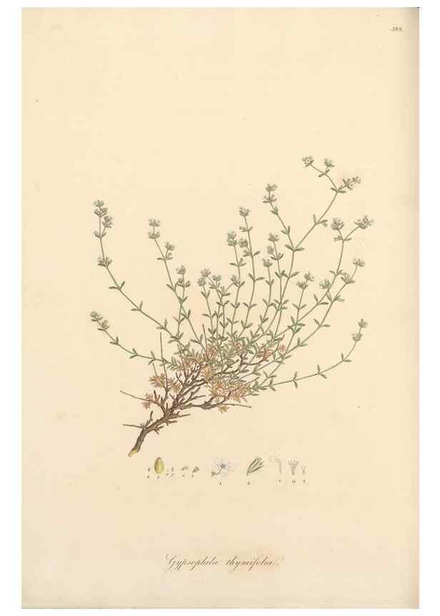 Reproducción/Reproduction 49556893063: Flora Graeca, sive, Plantarum rariorum historia, quas in provinciis aut insulis Graeciae /. Londini :Typis Richardi Taylor et socii, in Vico Shoe-Lane :MDCCCVI-MDCCCXL [1806-1840].. 