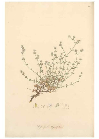 Reproducción/Reproduction 49556893063: Flora Graeca, sive, Plantarum rariorum historia, quas in provinciis aut insulis Graeciae /. Londini :Typis Richardi Taylor et socii, in Vico Shoe-Lane :MDCCCVI-MDCCCXL [1806-1840].. 