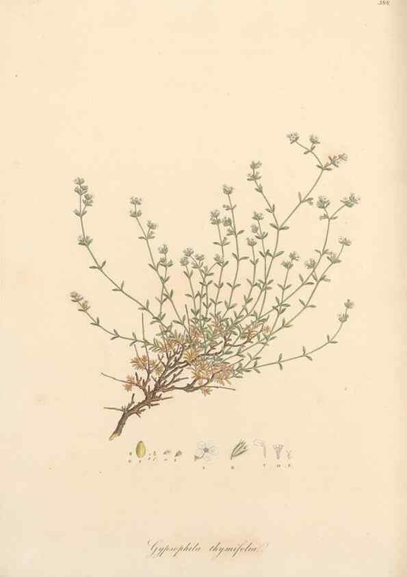 Reproducción/Reproduction 49556893063: Flora Graeca, sive, Plantarum rariorum historia, quas in provinciis aut insulis Graeciae /. Londini :Typis Richardi Taylor et socii, in Vico Shoe-Lane :MDCCCVI-MDCCCXL [1806-1840].. 