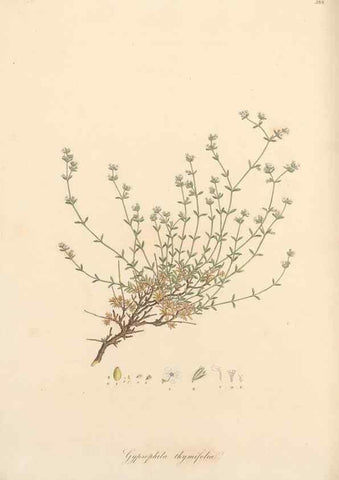 Reproducción/Reproduction 49556893063: Flora Graeca, sive, Plantarum rariorum historia, quas in provinciis aut insulis Graeciae /. Londini :Typis Richardi Taylor et socii, in Vico Shoe-Lane :MDCCCVI-MDCCCXL [1806-1840].. 