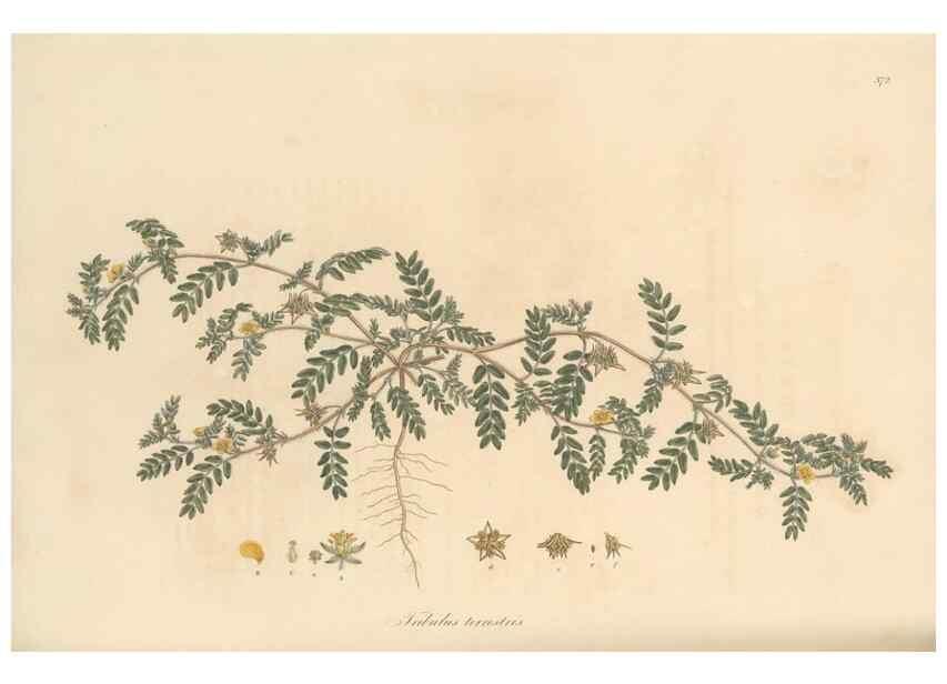 Reproducción/Reproduction 49556887138: Flora Graeca, sive, Plantarum rariorum historia, quas in provinciis aut insulis Graeciae /. Londini :Typis Richardi Taylor et socii, in Vico Shoe-Lane :MDCCCVI-MDCCCXL [1806-1840].. 