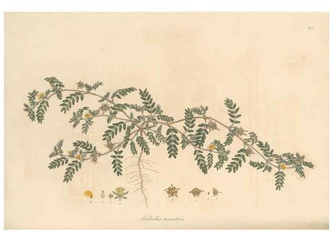 Reproducción/Reproduction 49556887138: Flora Graeca, sive, Plantarum rariorum historia, quas in provinciis aut insulis Graeciae /. Londini :Typis Richardi Taylor et socii, in Vico Shoe-Lane :MDCCCVI-MDCCCXL [1806-1840].. 