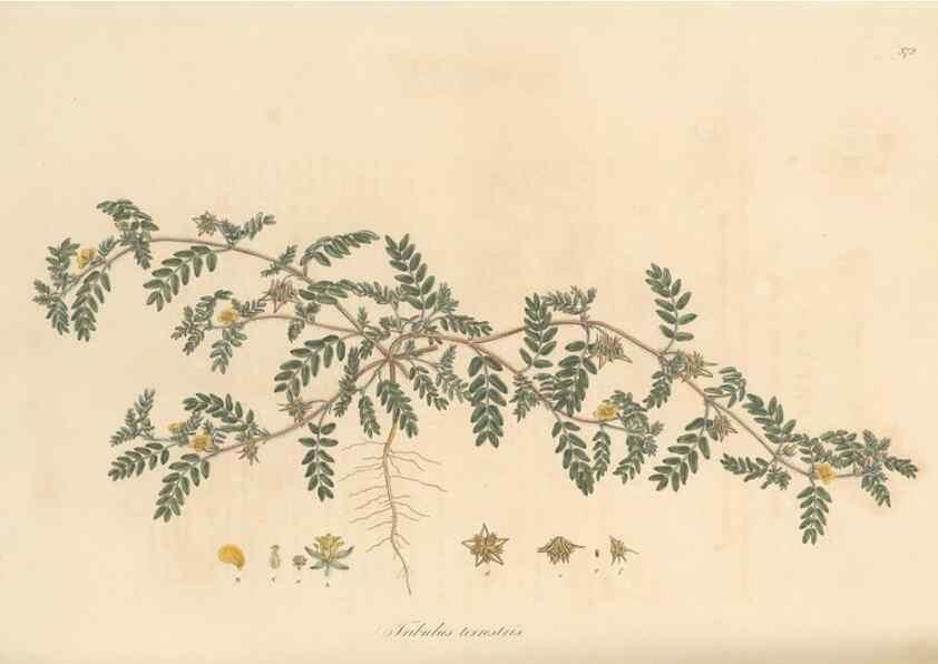 Reproducción/Reproduction 49556887138: Flora Graeca, sive, Plantarum rariorum historia, quas in provinciis aut insulis Graeciae /. Londini :Typis Richardi Taylor et socii, in Vico Shoe-Lane :MDCCCVI-MDCCCXL [1806-1840].. 