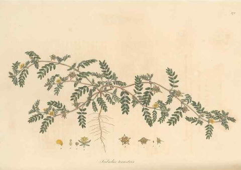 Reproducción/Reproduction 49556887138: Flora Graeca, sive, Plantarum rariorum historia, quas in provinciis aut insulis Graeciae /. Londini :Typis Richardi Taylor et socii, in Vico Shoe-Lane :MDCCCVI-MDCCCXL [1806-1840].. 