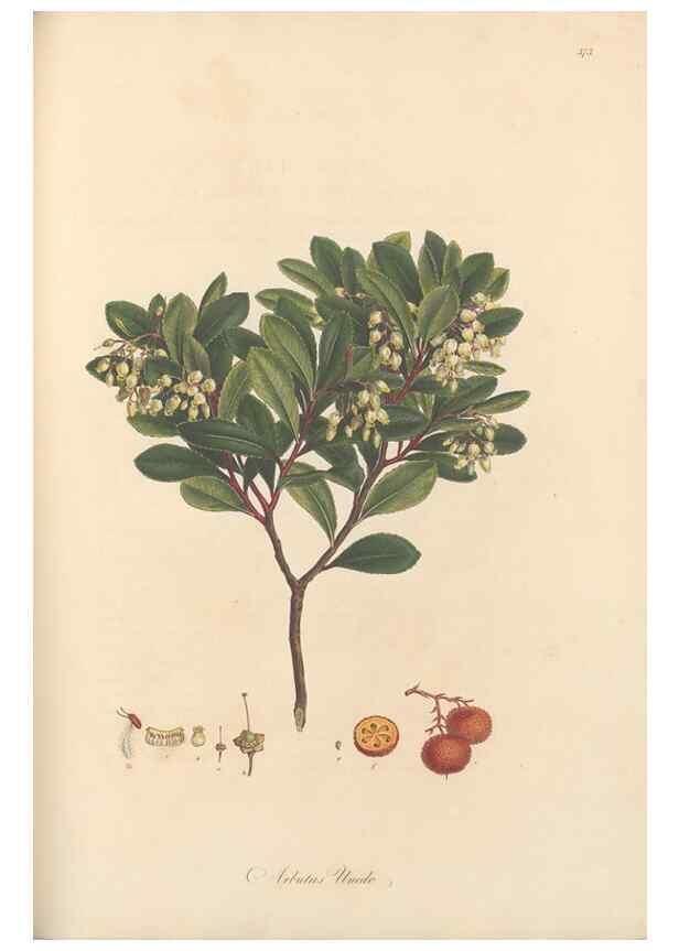 Reproducción/Reproduction 49556887408: Flora Graeca, sive, Plantarum rariorum historia, quas in provinciis aut insulis Graeciae /. Londini :Typis Richardi Taylor et socii, in Vico Shoe-Lane :MDCCCVI-MDCCCXL [1806-1840].. 