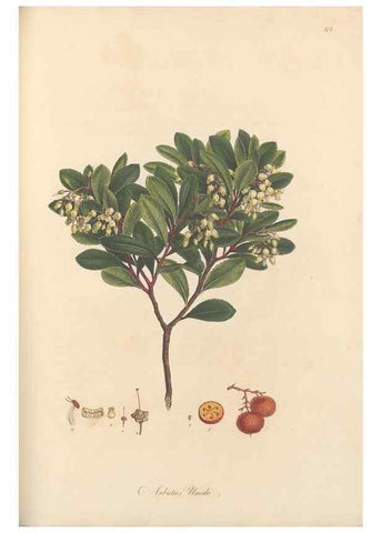 Reproducción/Reproduction 49556887408: Flora Graeca, sive, Plantarum rariorum historia, quas in provinciis aut insulis Graeciae /. Londini :Typis Richardi Taylor et socii, in Vico Shoe-Lane :MDCCCVI-MDCCCXL [1806-1840].. 