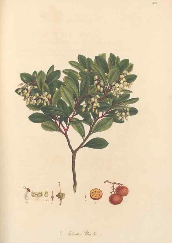 Reproducción/Reproduction 49556887408: Flora Graeca, sive, Plantarum rariorum historia, quas in provinciis aut insulis Graeciae /. Londini :Typis Richardi Taylor et socii, in Vico Shoe-Lane :MDCCCVI-MDCCCXL [1806-1840].. 