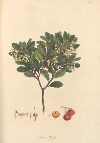 Reproducción/Reproduction 49556887408: Flora Graeca, sive, Plantarum rariorum historia, quas in provinciis aut insulis Graeciae /. Londini :Typis Richardi Taylor et socii, in Vico Shoe-Lane :MDCCCVI-MDCCCXL [1806-1840].. 