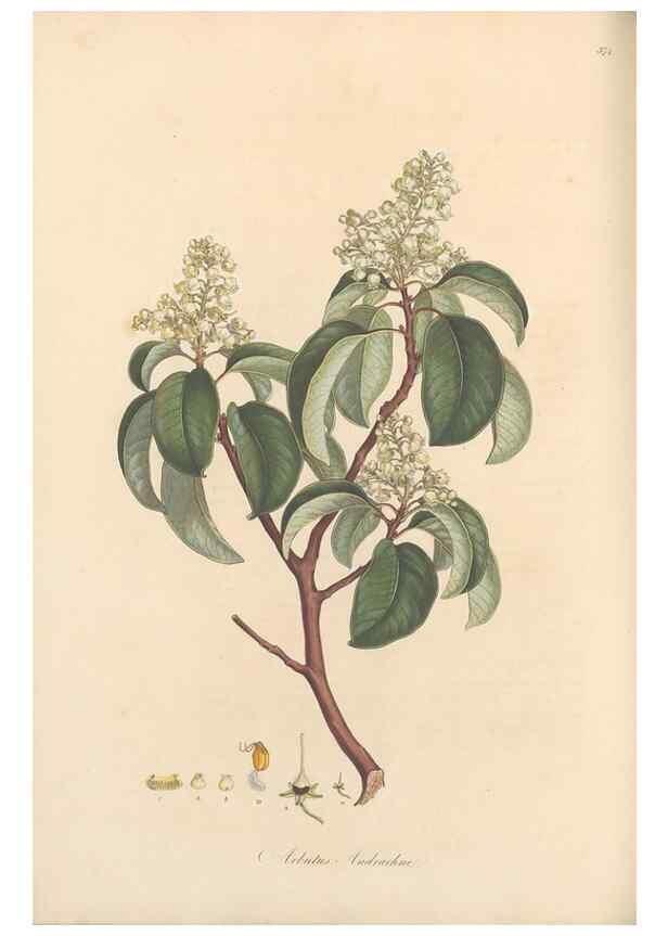 Reproducción/Reproduction 49557621972: Flora Graeca, sive, Plantarum rariorum historia, quas in provinciis aut insulis Graeciae /. Londini :Typis Richardi Taylor et socii, in Vico Shoe-Lane :MDCCCVI-MDCCCXL [1806-1840].. 
