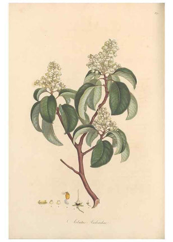 Reproducción/Reproduction 49557621972: Flora Graeca, sive, Plantarum rariorum historia, quas in provinciis aut insulis Graeciae /. Londini :Typis Richardi Taylor et socii, in Vico Shoe-Lane :MDCCCVI-MDCCCXL [1806-1840].. 