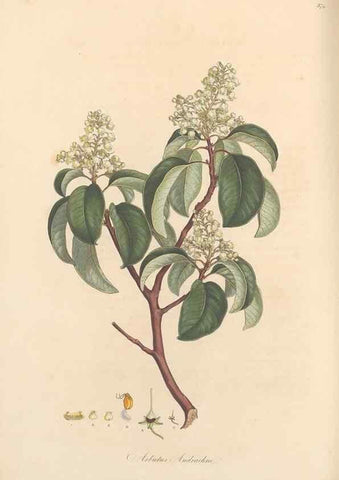 Reproducción/Reproduction 49557621972: Flora Graeca, sive, Plantarum rariorum historia, quas in provinciis aut insulis Graeciae /. Londini :Typis Richardi Taylor et socii, in Vico Shoe-Lane :MDCCCVI-MDCCCXL [1806-1840].. 