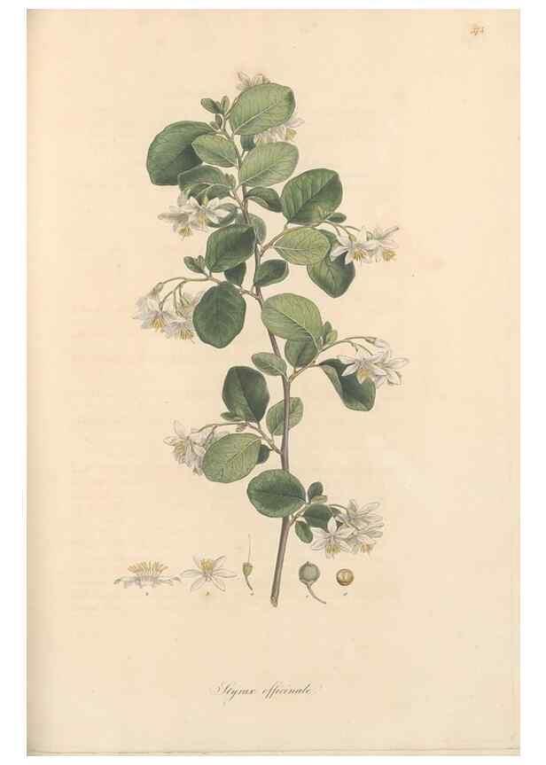Reproducción/Reproduction 49557622317: Flora Graeca, sive, Plantarum rariorum historia, quas in provinciis aut insulis Graeciae /. Londini :Typis Richardi Taylor et socii, in Vico Shoe-Lane :MDCCCVI-MDCCCXL [1806-1840].. 