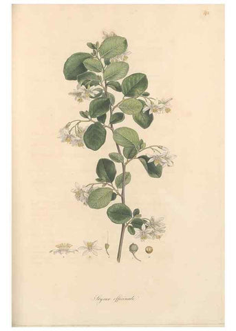 Reproducción/Reproduction 49557622317: Flora Graeca, sive, Plantarum rariorum historia, quas in provinciis aut insulis Graeciae /. Londini :Typis Richardi Taylor et socii, in Vico Shoe-Lane :MDCCCVI-MDCCCXL [1806-1840].. 