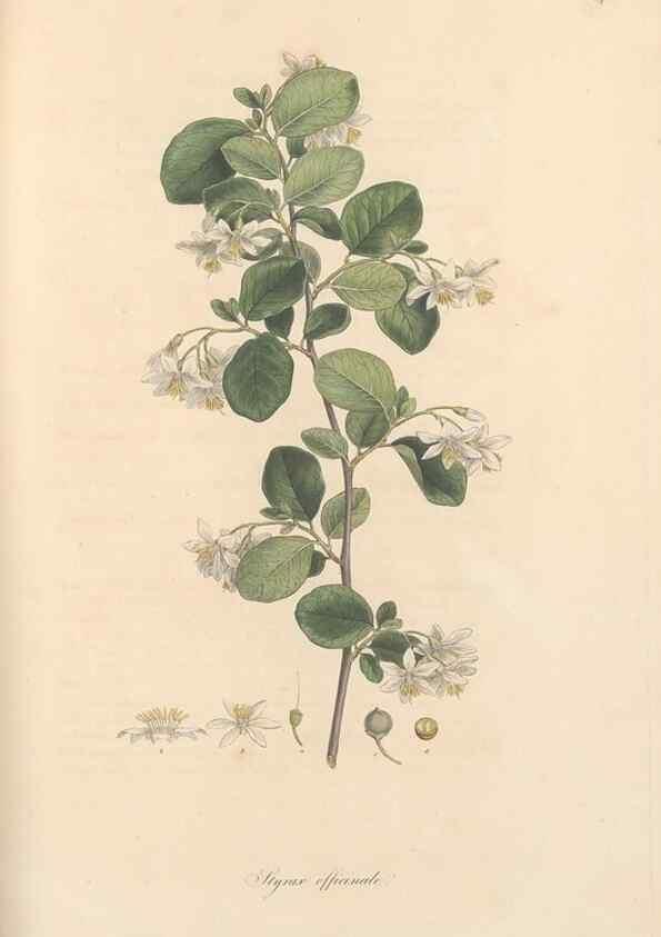 Reproducción/Reproduction 49557622317: Flora Graeca, sive, Plantarum rariorum historia, quas in provinciis aut insulis Graeciae /. Londini :Typis Richardi Taylor et socii, in Vico Shoe-Lane :MDCCCVI-MDCCCXL [1806-1840].. 
