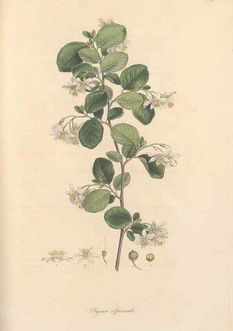 Reproducción/Reproduction 49557622317: Flora Graeca, sive, Plantarum rariorum historia, quas in provinciis aut insulis Graeciae /. Londini :Typis Richardi Taylor et socii, in Vico Shoe-Lane :MDCCCVI-MDCCCXL [1806-1840].. 