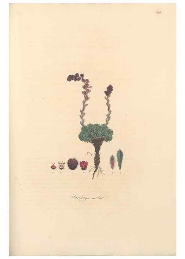 Reproducción/Reproduction 49557387211: Flora Graeca, sive, Plantarum rariorum historia, quas in provinciis aut insulis Graeciae /. Londini :Typis Richardi Taylor et socii, in Vico Shoe-Lane :MDCCCVI-MDCCCXL [1806-1840].. 