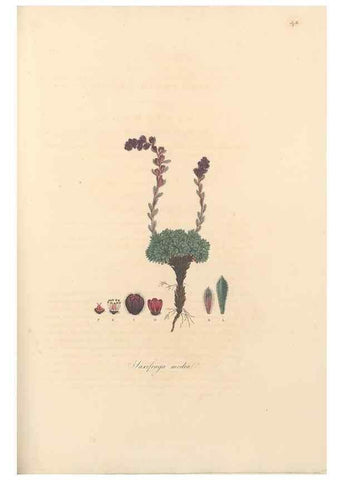 Reproducción/Reproduction 49557387211: Flora Graeca, sive, Plantarum rariorum historia, quas in provinciis aut insulis Graeciae /. Londini :Typis Richardi Taylor et socii, in Vico Shoe-Lane :MDCCCVI-MDCCCXL [1806-1840].. 