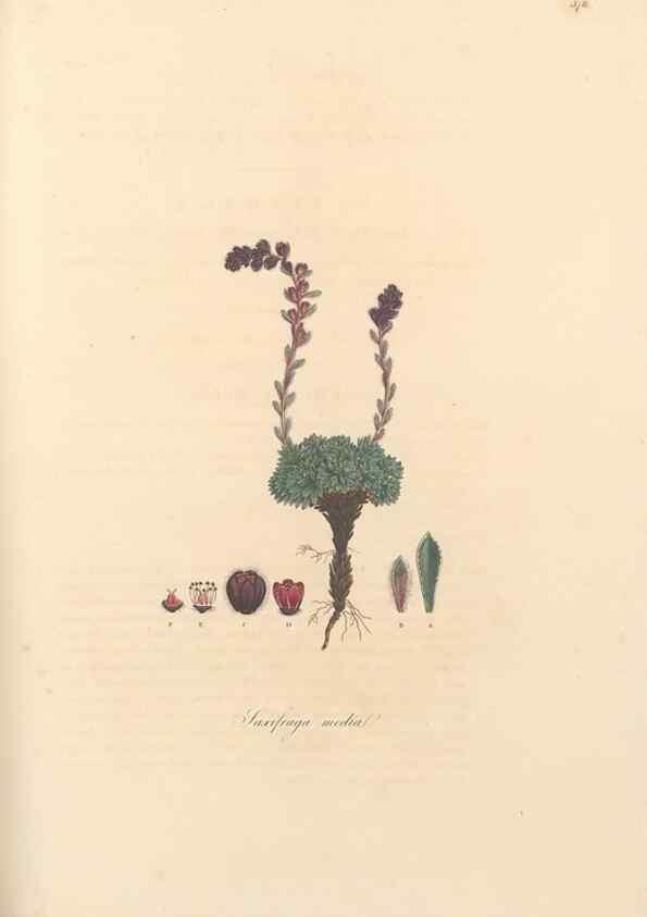 Reproducción/Reproduction 49557387211: Flora Graeca, sive, Plantarum rariorum historia, quas in provinciis aut insulis Graeciae /. Londini :Typis Richardi Taylor et socii, in Vico Shoe-Lane :MDCCCVI-MDCCCXL [1806-1840].. 