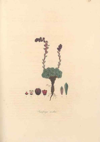 Reproducción/Reproduction 49557387211: Flora Graeca, sive, Plantarum rariorum historia, quas in provinciis aut insulis Graeciae /. Londini :Typis Richardi Taylor et socii, in Vico Shoe-Lane :MDCCCVI-MDCCCXL [1806-1840].. 