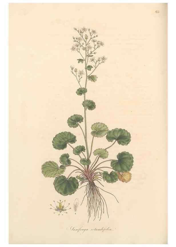Reproducción/Reproduction 49557622992: Flora Graeca, sive, Plantarum rariorum historia, quas in provinciis aut insulis Graeciae /. Londini :Typis Richardi Taylor et socii, in Vico Shoe-Lane :MDCCCVI-MDCCCXL [1806-1840].. 