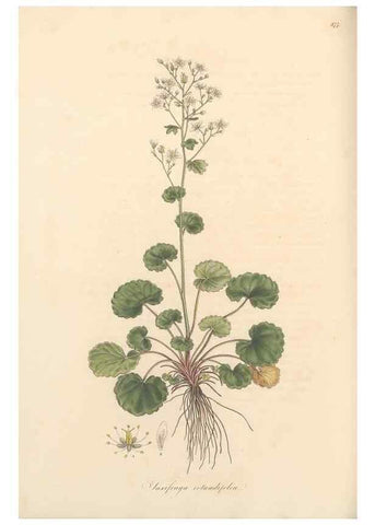 Reproducción/Reproduction 49557622992: Flora Graeca, sive, Plantarum rariorum historia, quas in provinciis aut insulis Graeciae /. Londini :Typis Richardi Taylor et socii, in Vico Shoe-Lane :MDCCCVI-MDCCCXL [1806-1840].. 